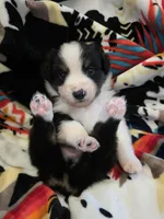 AKC MAS Tri Boy, a male Miniature American Shepherd for sale in Shreveport, LA – Photo 3 of 3