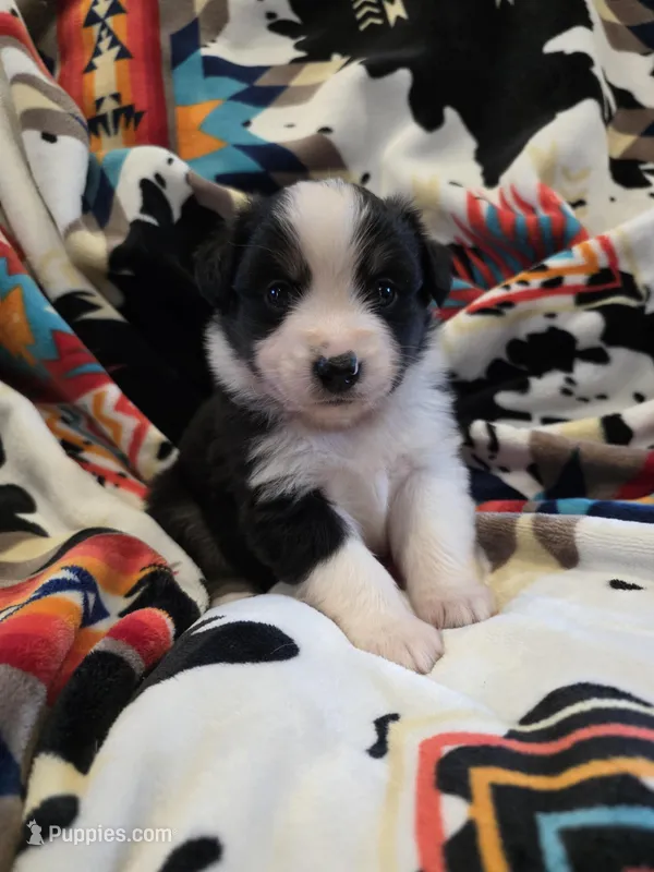 AKC MAS Tri Boy, a male Miniature American Shepherd for sale in Shreveport, LA – Photo 1 of 3
