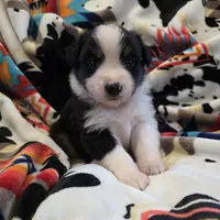 AKC MAS Tri Boy, a male Miniature American Shepherd for sale in Shreveport, LA – Photo 1 of 3