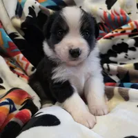 AKC MAS Tri Boy, a male Miniature American Shepherd for sale in Shreveport, LA – Photo 2 of 3