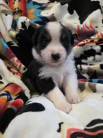 AKC MAS Tri Boy, a male Miniature American Shepherd for sale in Shreveport, LA – Photo 2 of 3