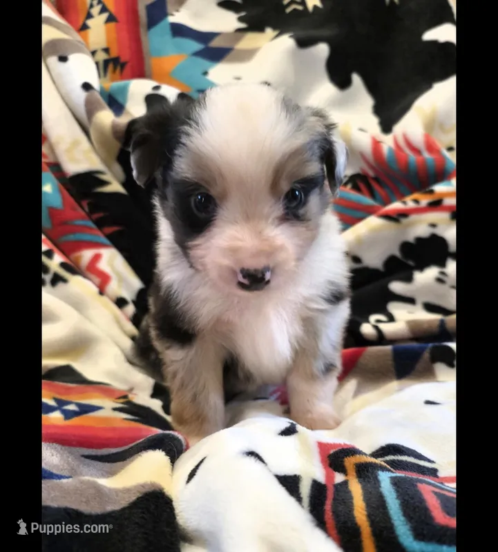 AKC MAS Blue Merle Boy