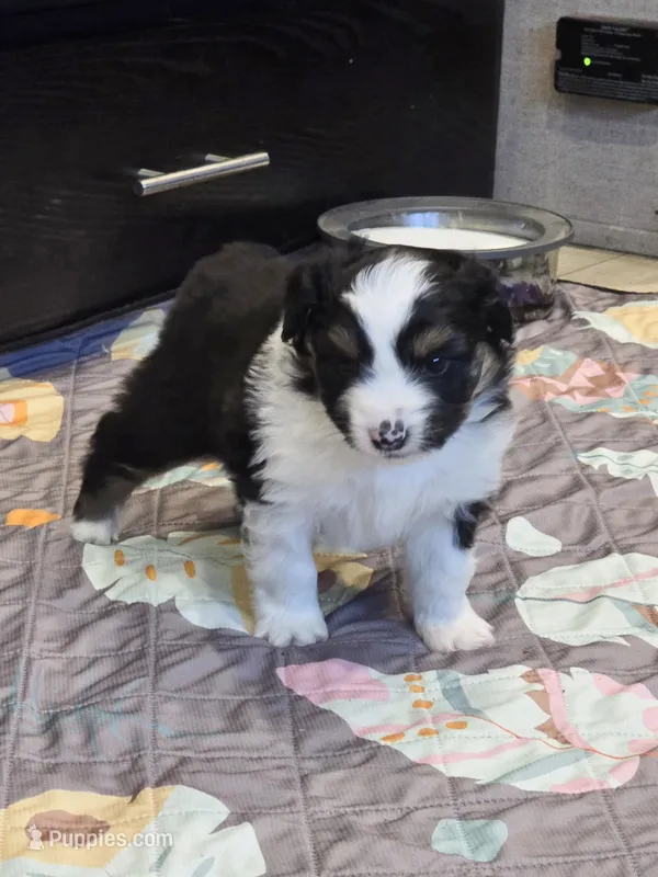 Zodiak, a male Miniature American Shepherd for sale in Shreveport, LA – Photo 1 of 1