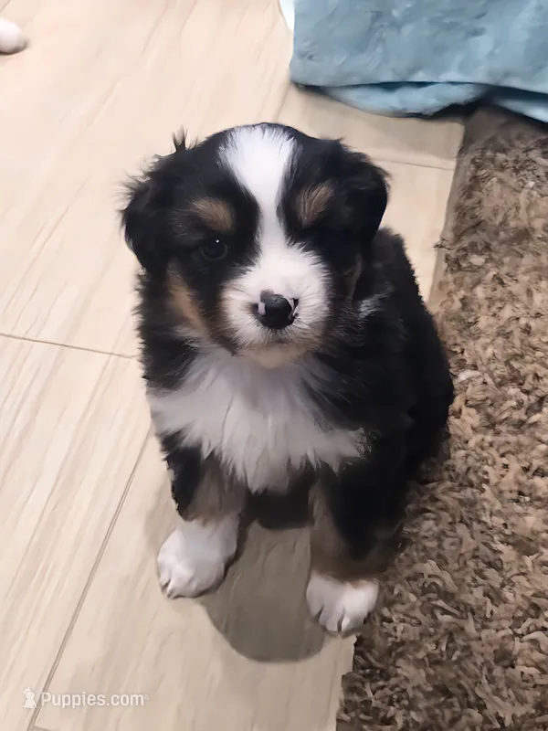 Nyx, a male Miniature American Shepherd for sale in Shreveport, LA – Photo 1 of 1