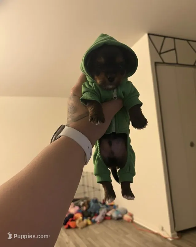 Louie, a male Yorkshire Terrier for sale in Philadelphia, PA – Photo 1 of 2