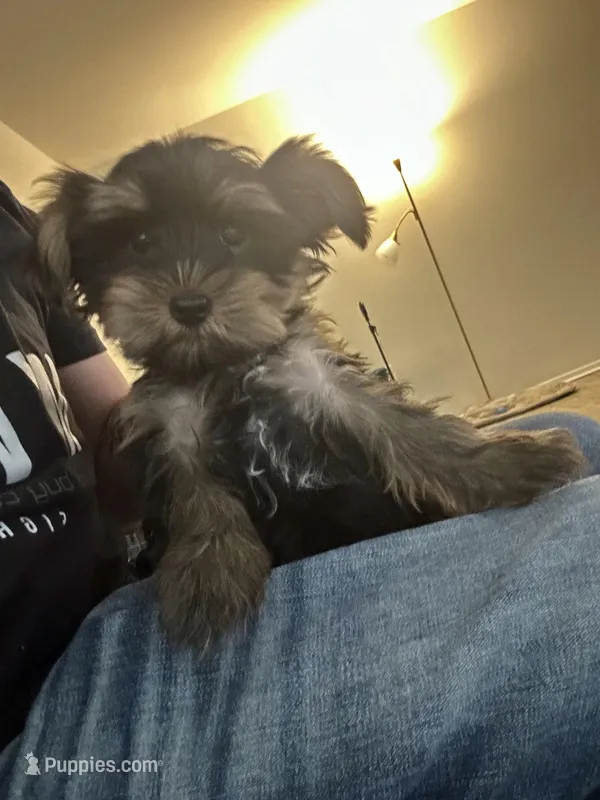 Bella, a male Yorkshire Terrier for sale in Philadelphia, PA – Photo 1 of 2