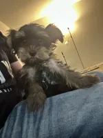 Bella, a male Yorkshire Terrier for sale in Philadelphia, PA – Photo 1 of 2