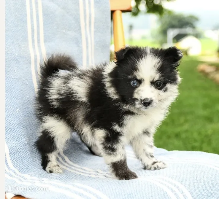 Malcom – Pomeranian puppy for sale in Milton, DE