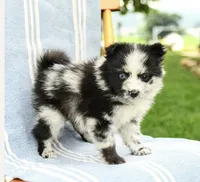 Malcom, a male Pomeranian for sale in Milton, DE – 1 of 4