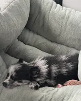 Malcom, a male Pomeranian for sale in Milton, DE – 2 of 4
