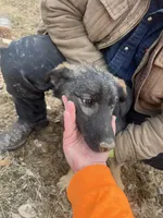 Bear, a male German Shepherd Dog and Siberian Husky for sale in Borden, IN – Photo 2 of 3