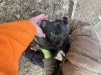 Bear, a male German Shepherd Dog and Siberian Husky for sale in Borden, IN – Photo 1 of 3