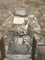 Baby girl , a female German Shepherd Dog and Siberian Husky for sale in Borden, IN – Photo 3 of 4