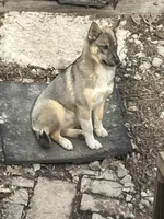Baby girl , a female German Shepherd Dog and Siberian Husky for sale in Borden, IN – Photo 2 of 4