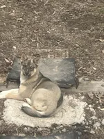 Baby girl , a female German Shepherd Dog and Siberian Husky for sale in Borden, IN – Photo 4 of 4