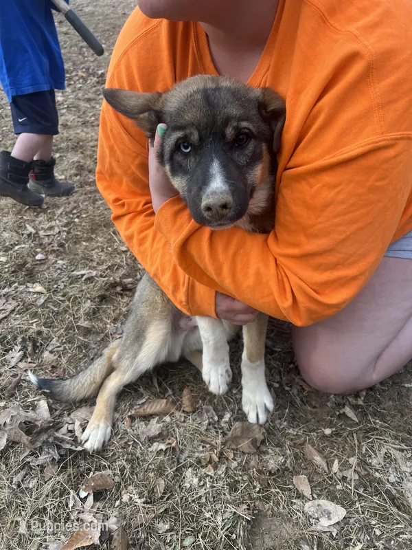 Tank, a male German Shepherd Dog and Siberian Husky for sale in Borden, IN – Photo 1 of 4