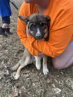 Tank, a male German Shepherd Dog and Siberian Husky for sale in Borden, IN – Photo 1 of 4