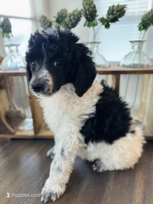 Purple Girl  – Poodle - Standard  puppy for sale in Rockwall, TX