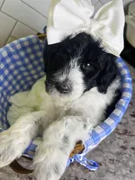 Purple Girl , a female Poodle - Standard  for sale in Rockwall, TX – Photo 2 of 2