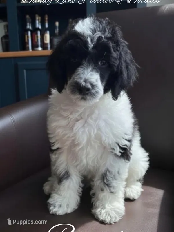 Red Boy  – Poodle - Standard  puppy for sale in Rockwall, TX