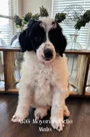 Red Boy , a male Poodle - Standard  for sale in Rockwall, TX – Photo 2 of 4