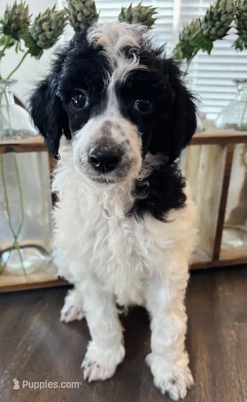 Red Boy  – Poodle - Standard  puppy for sale in Rockwall, TX