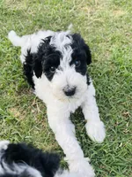 Red Boy , a male Poodle - Standard  for sale in Rockwall, TX – Photo 4 of 4