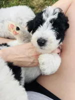 Red Boy , a male Poodle - Standard  for sale in Rockwall, TX – Photo 3 of 4