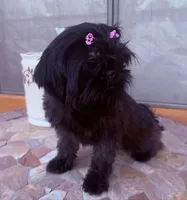 Moxie , a female Shih Tzu for sale in Glendale, AZ – 3 of 4