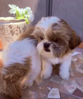 Rowin, a male Shih Tzu for sale in Glendale, AZ – 6 of 10