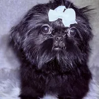 Maxceen, a female Shih Tzu for sale in Glendale, AZ – Photo 2 of 5