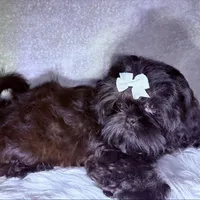 Maxceen, a female Shih Tzu for sale in Glendale, AZ – Photo 1 of 5