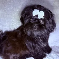 Maxceen, a female Shih Tzu for sale in Glendale, AZ – Photo 5 of 5