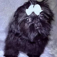 Maxceen, a female Shih Tzu for sale in Glendale, AZ – Photo 3 of 5