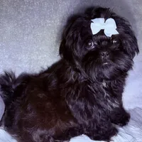 Maxceen, a female Shih Tzu for sale in Glendale, AZ – Photo 4 of 5