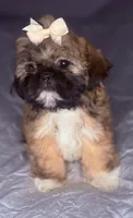 Karen, a male Shih Tzu for sale in Glendale, AZ – 4 of 5