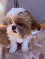Rowin, a male Shih Tzu for sale in Glendale, AZ – 4 of 10