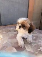 Roman, a male Shih Tzu for sale in Glendale, AZ – 9 of 9