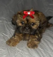 Grac-ee, a female Shih Tzu for sale in Glendale, AZ – 6 of 6