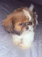 Kevin, a male Shih Tzu for sale in Glendale, AZ – 2 of 5