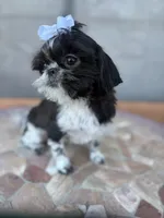 Euphoria , a female Shih Tzu for sale in Glendale, AZ – 9 of 10