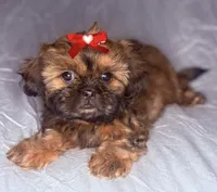 Grac-ee, a female Shih Tzu for sale in Glendale, AZ – 5 of 6