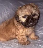 Rusty, a male Shih Tzu for sale in Glendale, AZ – 3 of 3