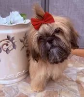 Nikki, a female Shih Tzu for sale in Glendale, AZ – 5 of 10