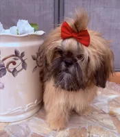 Nikki, a female Shih Tzu for sale in Glendale, AZ – 7 of 10