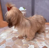 Nikki, a female Shih Tzu for sale in Glendale, AZ – 9 of 10