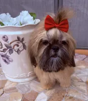 Nikki, a female Shih Tzu for sale in Glendale, AZ – 2 of 10