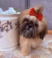 Nikki, a female Shih Tzu for sale in Glendale, AZ – 4 of 10
