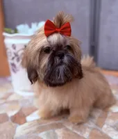 Nikki, a female Shih Tzu for sale in Glendale, AZ – 3 of 10