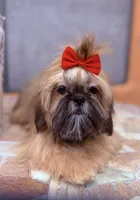 Nikki, a female Shih Tzu for sale in Glendale, AZ – 8 of 10